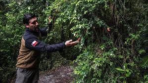 Aaron Ovando: compromiso con el bosque