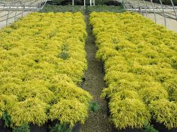 Perfect for slope plantings or rock gardens. Golden Mop Thread Leaf False Cypress Wilson Nurseries