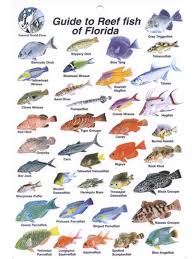 Florida Fish Boat Charters Wildlife Ocean Bamboocharters Floridakeys Fishing Fun Sport Family Adventure Florida Fish Fishing Trip Fish