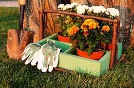 Cool temperatures, reliable rainfall, and short, bright days help plants make a quick and easy transition to your landscape. Fall Planting Dos And Don Ts
