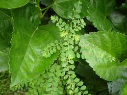 Image result for Phyllanthus mendesii