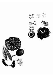 Image result for Ancylobothrys amoena