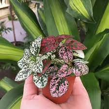 When ordering flowers online, we know you want the assurance of reliable, nationwide flower delivery services to get your flowers to their destination. Bukidnon Online Live Flowers For Sale Home Facebook