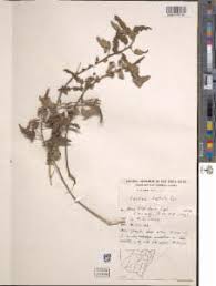 Image result for Pavonia leptocalyx