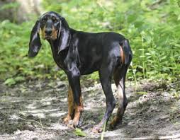 A black and tan coonhound weight can vary as well. Canadian Dogs Black And Tan Coonhound Puppies Breeders Canada