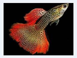 Maybe you would like to learn more about one of these? 6 Kunci Keberhasilan Budidaya Ikan Guppy Anda Ingin Sukses Bisnis Ini Portal Jember