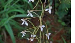 Image result for Angraecopsis gracillima