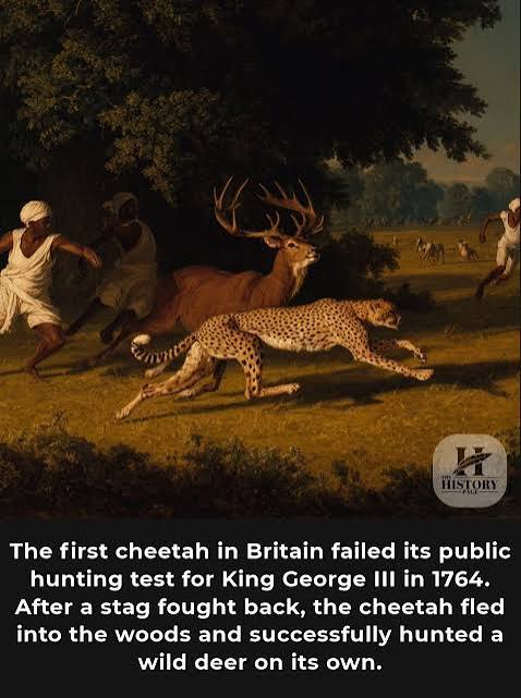 Tipu Sultan's hunting cheetah from 1799