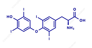 Image result for Thyroxine