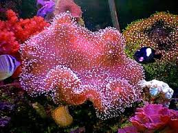 The top 5 most beautiful coral species. 12 Easy Saltwater Aquarium Reef Corals
