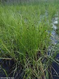 Image result for Rhynchospora gracillima