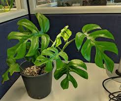 Rhaphidophora Tetrasperma Philodendron Ginny Mini Monstera Philodendron House Plants Spathiphyllum