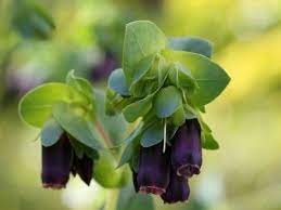 You can help encourage stronger seedlings in preparation for the move by occasionally running your hand gently over the seedlings. Growing Cerinthe Plants Information On Cerinthe Plant Care