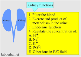 Image result for Renal Function
