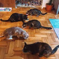 beslenme saati cat cats catsofinstagram catlovers crazycatlady cats of world catsofistanbul kediler tekir calicocat tor cat food cats animals