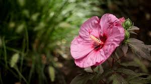 Attracts hummingbirds and pollinators grows quickly after emerging in spring. Summerific Berry Awesome Rose Mallow Hibiscus Hybrid Proven Winners