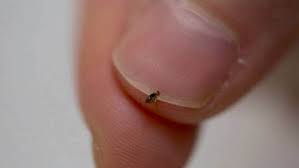 Continue to vacuum consistently to reduce the chances of another buildup. How To Get Rid Of Fleas Stuff Co Nz