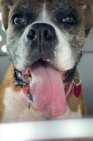 Maybe you would like to learn more about one of these? Pet Transport Pro Pettransportpro Profile Pinterest