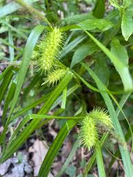 Image result for Carex lycurus