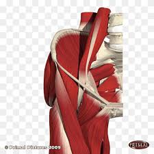 The gluteus medius, gluteus minimus, piriformis, tensor fasciae latae on the outside. Groin Png Images Pngwing
