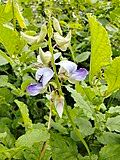 Image result for Crotalaria verrucosa