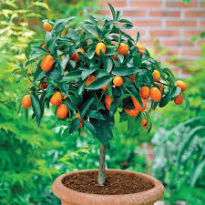 Check spelling or type a new query. 30 Trends Ideas Small Fruit Trees For Pots Pink Wool