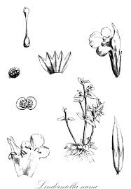 Image result for Linderniella wilmsii