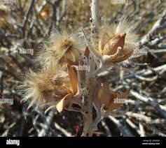 Image result for Ipomoea adenioides