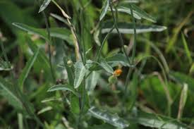 Image result for Sonchus schweinfurthii