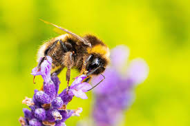 • how to get bees into your beehive in minecraft. Caffeine Fuelled Bumblebees Are Better At Foraging For Nectar New Scientist