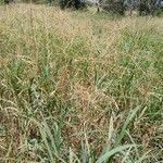 Image result for Cynodon nlemfuensis