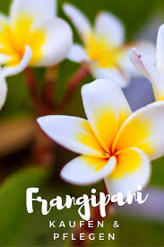 Frangipani Kaufen Und Pflegen Alles Was Du Wissen Musst Indojunkie In 2020 Frangipani Bluten Bali Reise Reise Um Die Welt