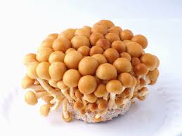 雪だるま物産館