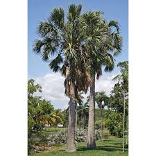Image result for Sabal domingensis