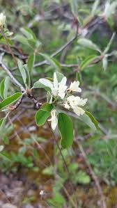 Image result for Amelanchier ovalis