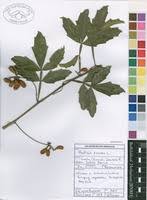 Image result for Paullinia pinnata