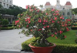 We did not find results for: Adenium Obesum Landscape Plants Oregon State University