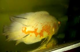 Ikan mas koki bukan ikan pakan yang ideal untuk oscar. Makanan Yang Tepat Untuk Ikan Oscar Slayer My Blog