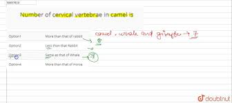 In your anatomy & physiology lecture and lab class, you will be required to name each before you take the quiz, watch this fun and easy explanation on how to remember the bones in the human body. Number Of Cervical Vertebrae In Camel Is