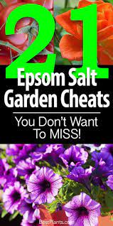 Epsom Salt For Plants Works As A Magnesium Fertilizer On Flowering Plants Tomatoes Roses Peppe Epsom Salt For Plants Growing Tomato Plants Epsom Salt Garden