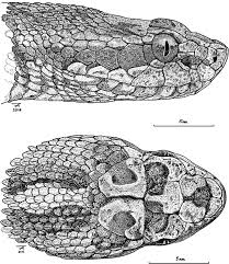 Image result for Stemodiopsis