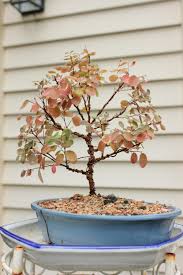 (if you're looking for a premium cacti soil mix, here's one we highly a typical cacti/succulent potting mix contains a small amount of organic materials, sand. Hawaiian Snow Bush Bonsai Nut