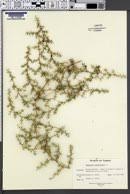 Image result for Asparagus flavicaulis