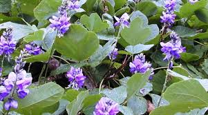 Image result for Pueraria