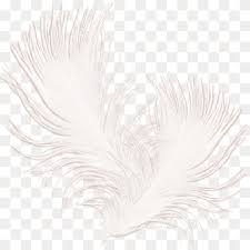 black feather png images pngwing pngwing