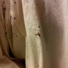 Image result for bed bugs droppings