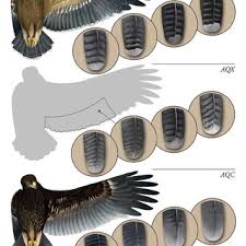Pdf Identification Of Juvenile Greater Spotted Eagle Lesser Spotted Eagle And Hybrids Choose from 22 eagle silhouette graphic resources and download in the form of png, eps, ai or psd. pdf identification of juvenile greater