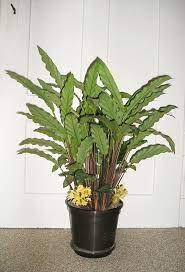 Calathea Rufibarba Calathea Plant Calathea House Plants