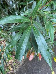 Image result for Syzygium jambos