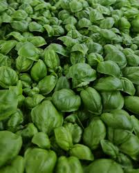 ბაზილიკი.🌱 შეიძინე და ისარგებლეთ უფასო მიწოდების სერვისით❤️🌸 #ბაზილიკი  #საკვებიყვავილები #მიკრომწვანილი #თბილისი